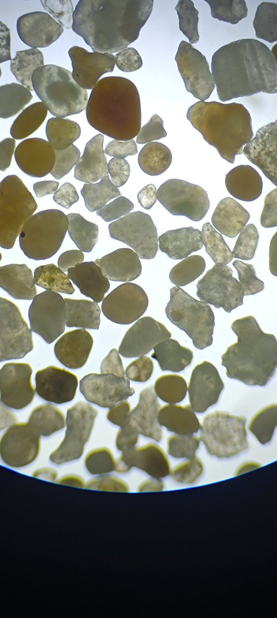 Foraminifera assemblage under microscope — mixed morphotypes