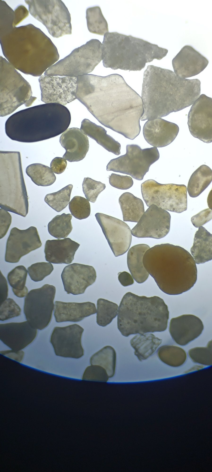 Heterogeneous sediment grains with foraminifera fragments