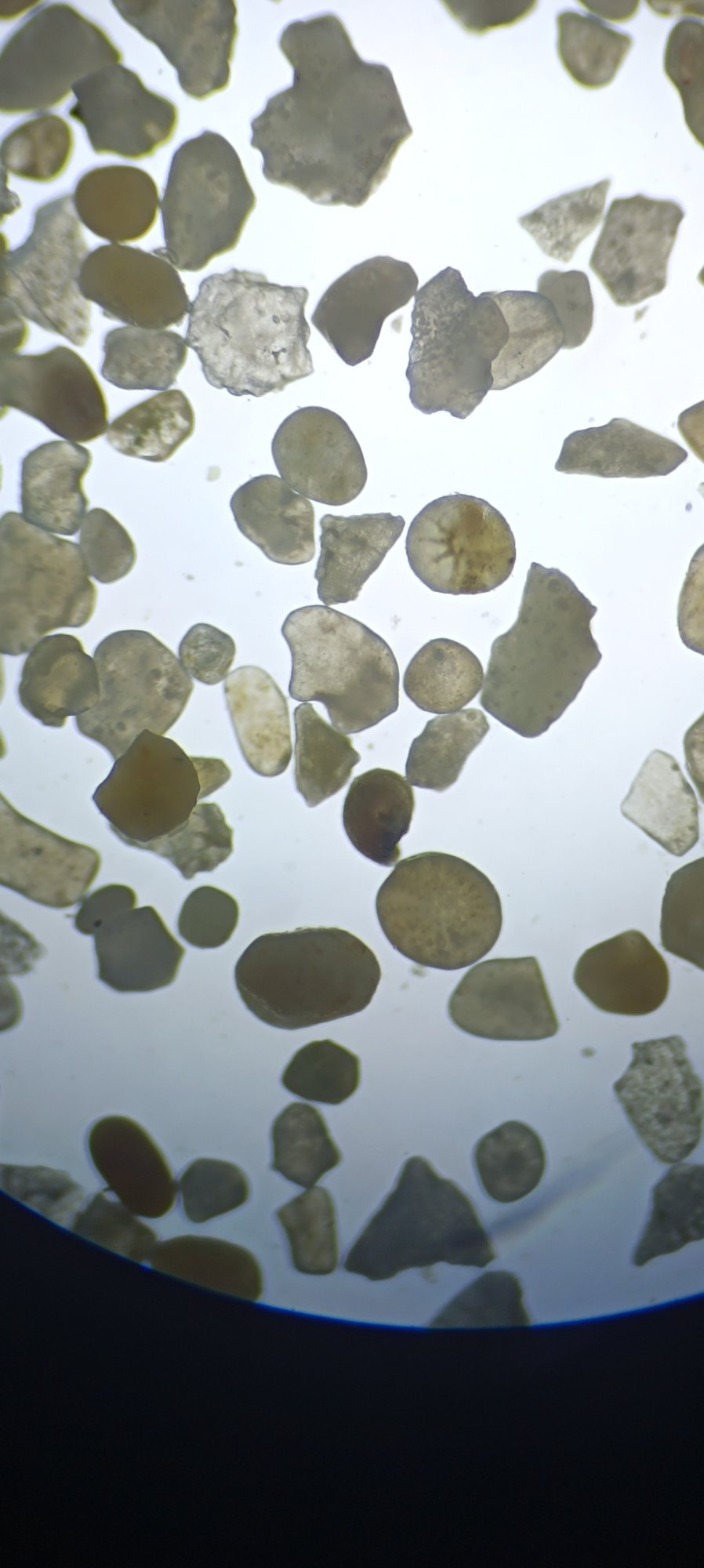 Foraminifera shells in suspended sediment view