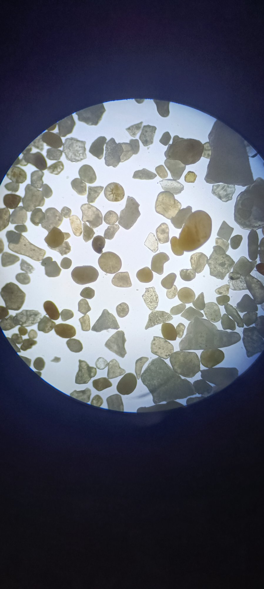 Full microscope field of foraminifera assemblage — complete circular view