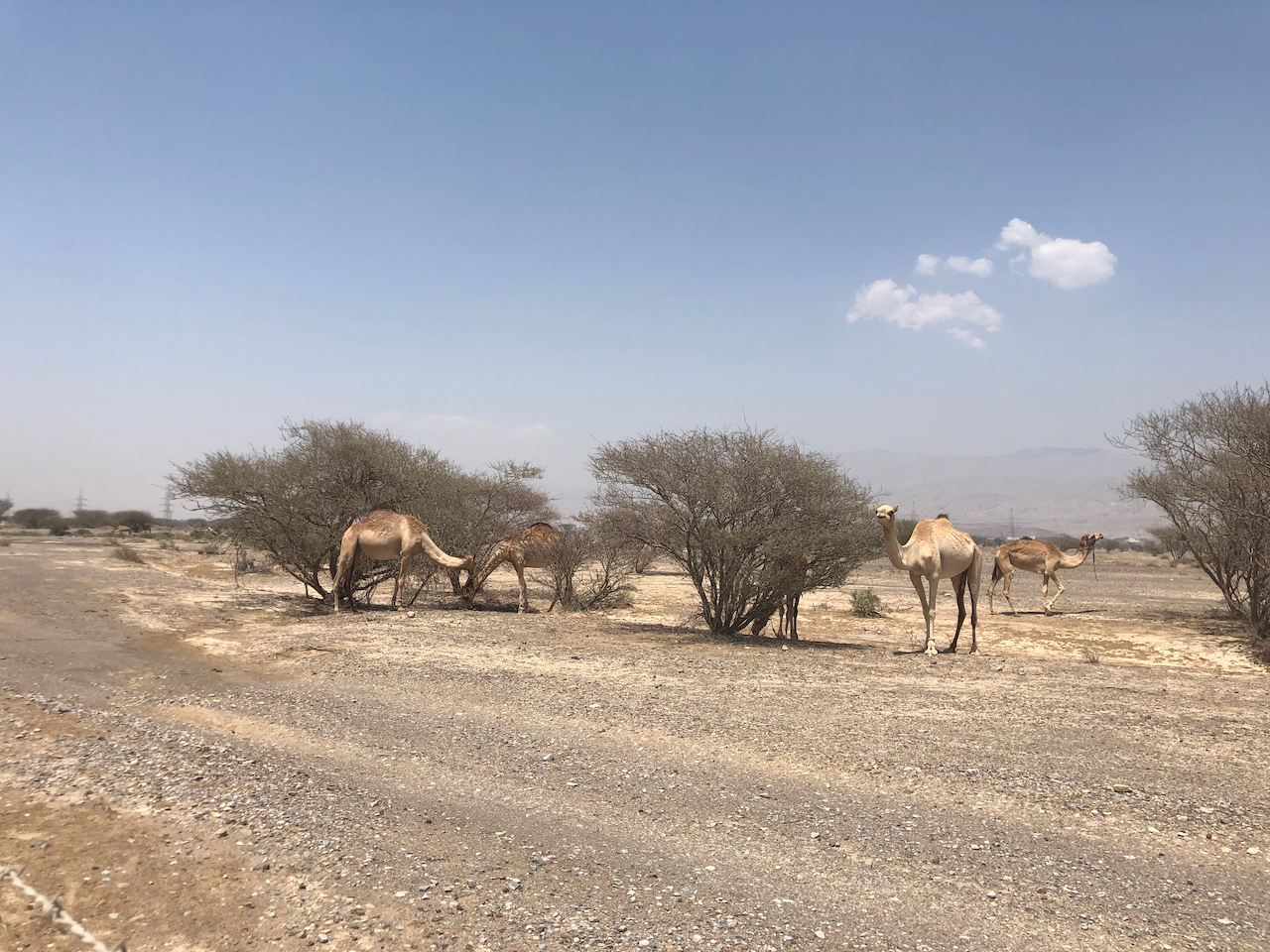 Camels grazing in the desert at Al Qudra
