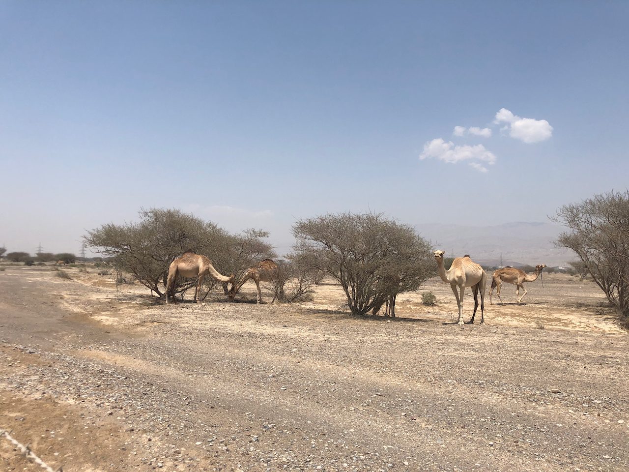 Recall — Desert Biodiversity