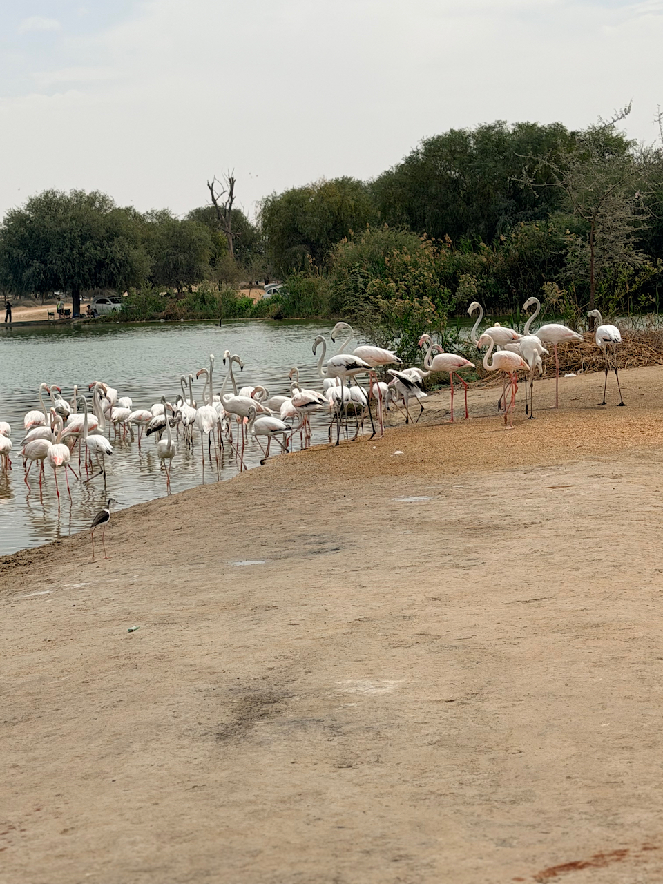 Flamingos at Al Qudra Lake during the Recall biodiversity safari